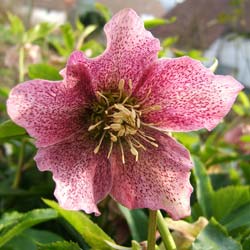 Lenten Rose 'Red Hybrids'